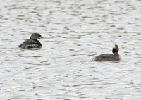 Horned and Pied billed Grebes